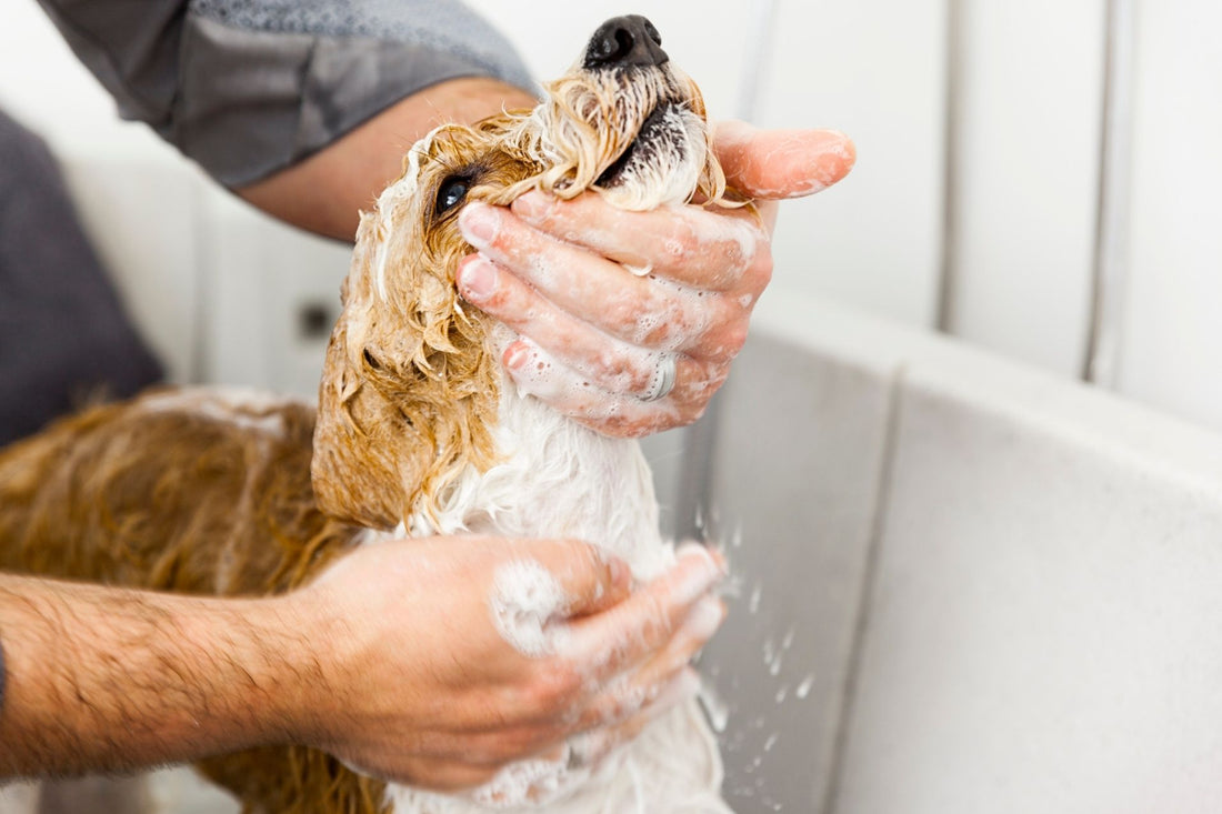 Kaya Grooming produktų naudojimo instrukcija